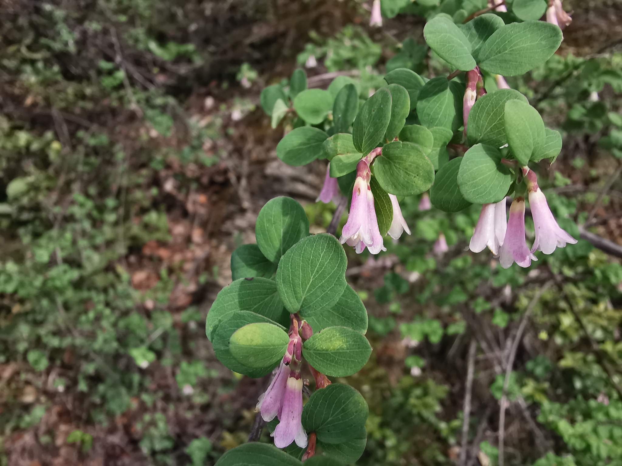 Symphoricarpos microphyllus